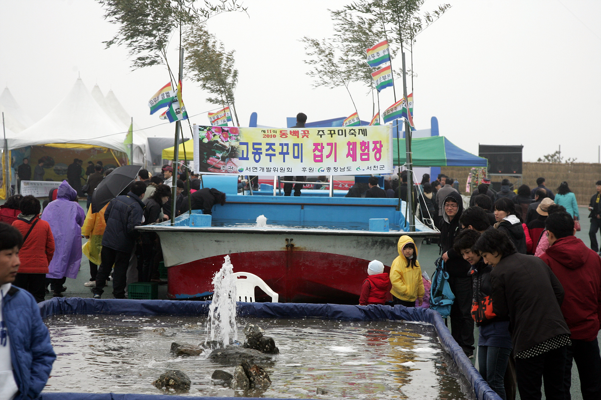 동백꽃, 주꾸미 축제 개막