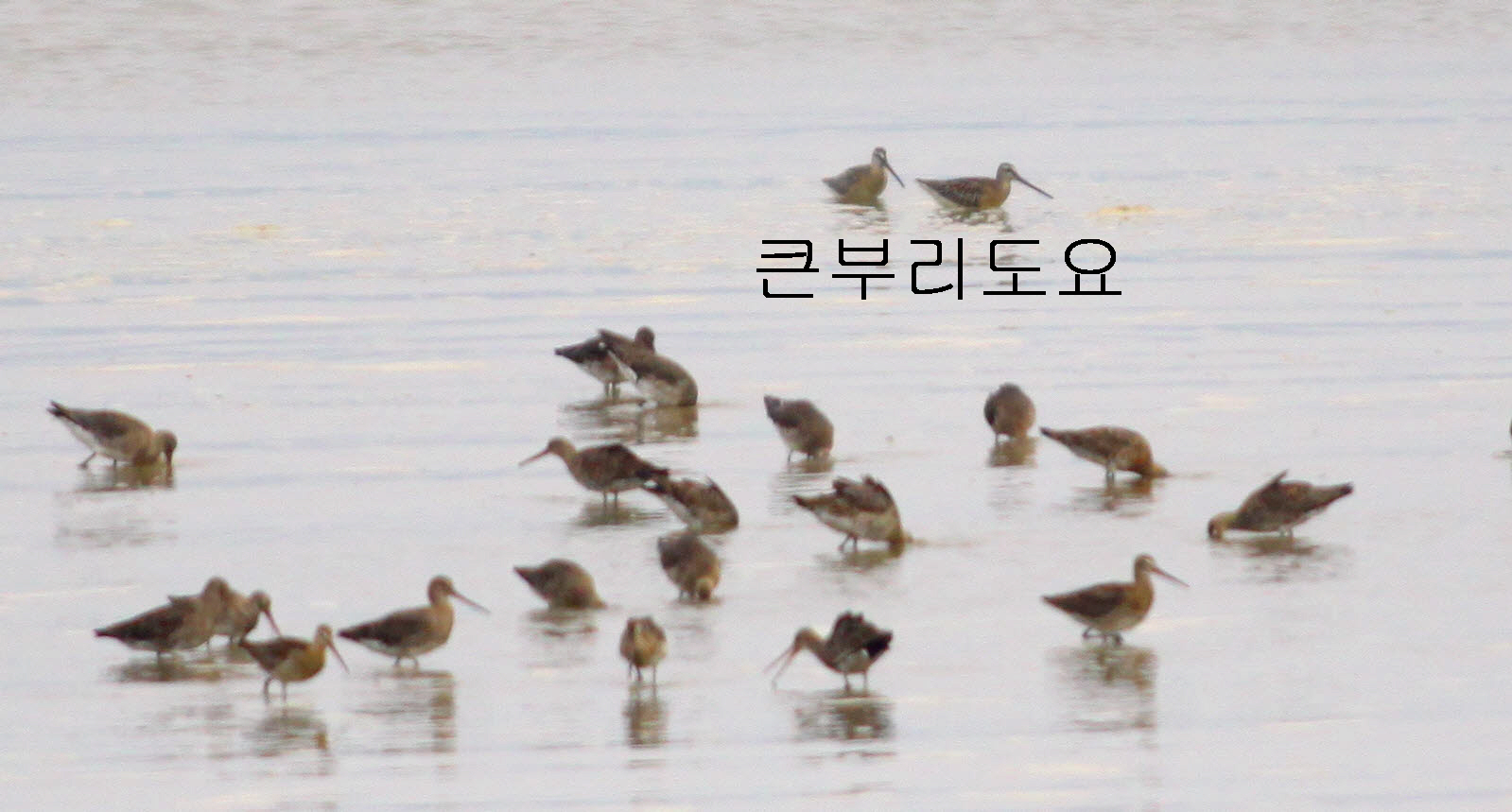 서천 금강하구 희귀철새 ‘집합소’  조류생태전시관, 큰부리도요 먹이활동 포착