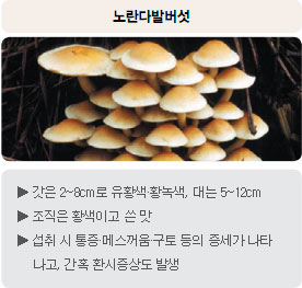 독버섯 - 노란다발버섯 : 갓은 2~8cm로 유황색·황녹색, 대는 5~12cm, 조직은 황색이고 쓴 맛, 섭취 시 통증·메스꺼움·구토 등의 증세가 나타나고, 간혹 환시증상도 발생