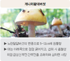 독버섯 - 개나리광대버섯 : 노란달걀버섯의 변종으로 5~12cm에 원통형, 대는 아래쪽으로 점점 굵어지고, 섭취 시 흡혈성 위염·급성신부전·간부전을 초래하며 심하면 사망